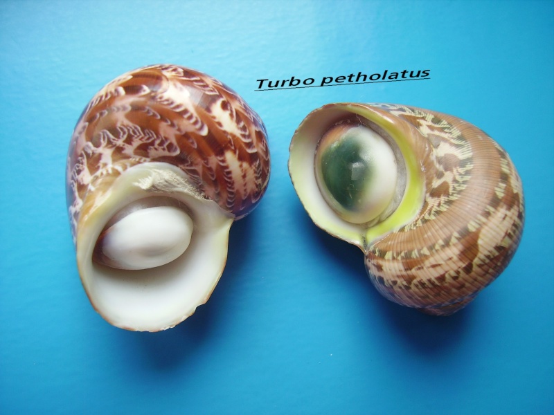 Turbo petholatus - Linnaeus, 1758 Turbo_10