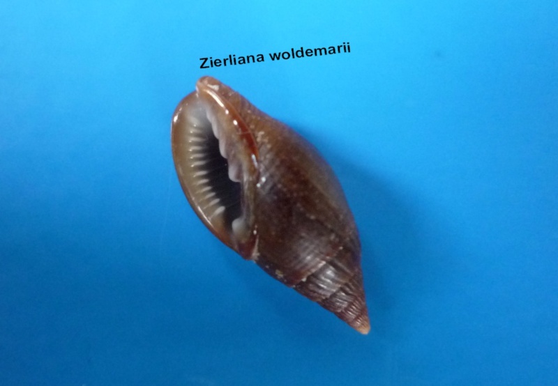Vexillum woldemarii (Kiener, 1838) Woldem10