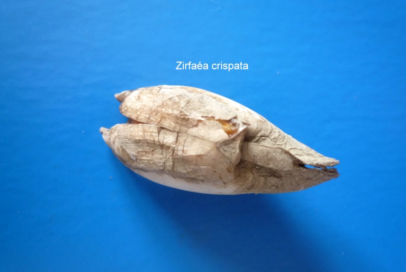 Zirfaea crispata (Linnaeus, 1758)  Zirfaa11
