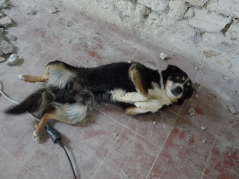 Chien abandonné cherche famille d'accueil Dsc00510