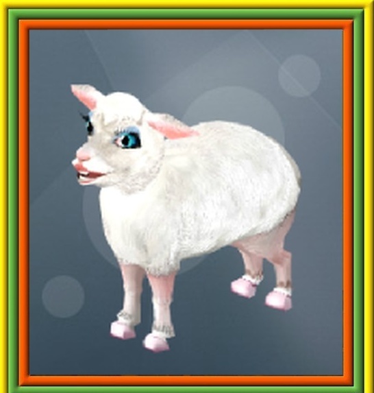 Nouveau pet:Daisy la brebis Daisy_11