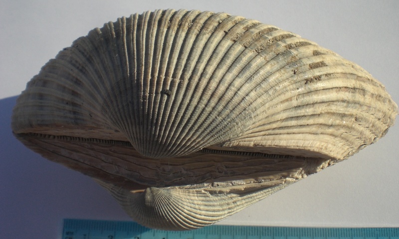 USA-Bivalves- Anadar10