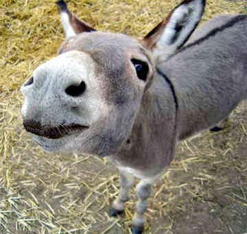 Donkey birth?!? Miniat10