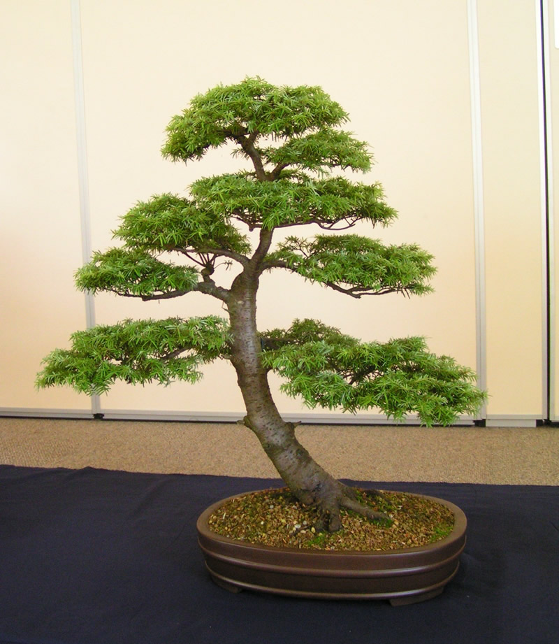 Photos from North Devon Bonsai Open Day July '11 North_15