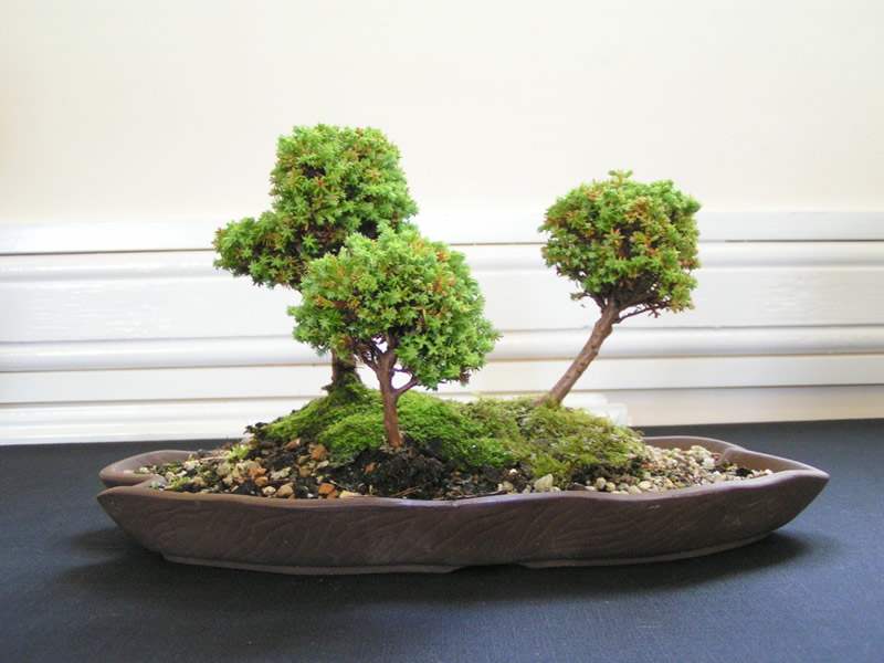 Photos from North Devon Bonsai Open Day July '11 North_21