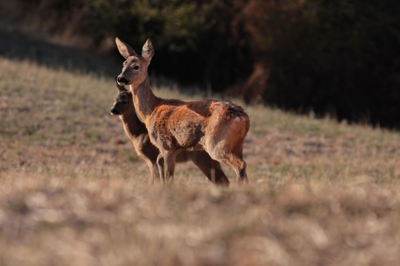 capriolo femmina con giovane Caprio10