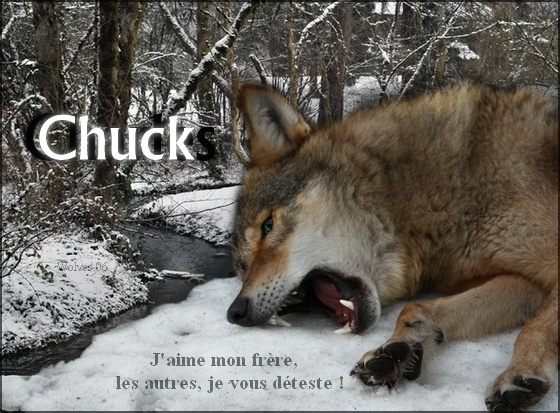 Chuck. « Sud - Mâle - Chasseur. »   Chuck_12