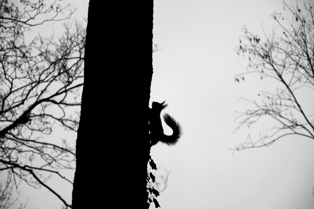 Joli petit écureuil Dsc_0517