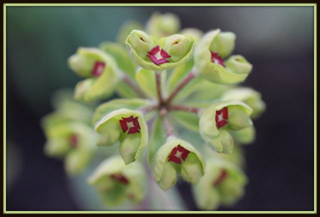 Euphorbia x martinii (amygdaloides x characias) 14_03_12