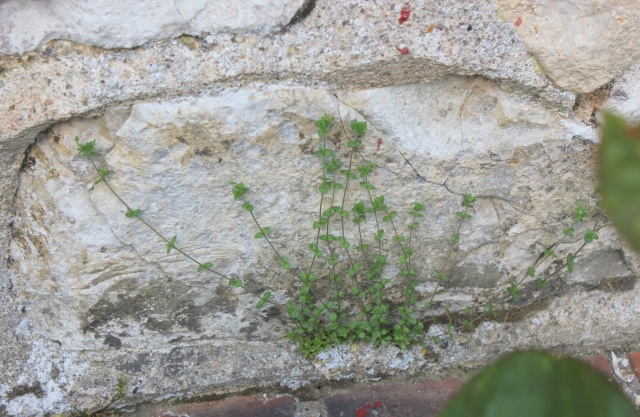 flore des vieux murs, rochers et rocailles naturelles 22_05_13