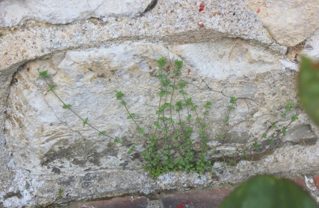 polypodium cambricum - flore des vieux murs, rochers  et rocailles naturelles 22_05_13