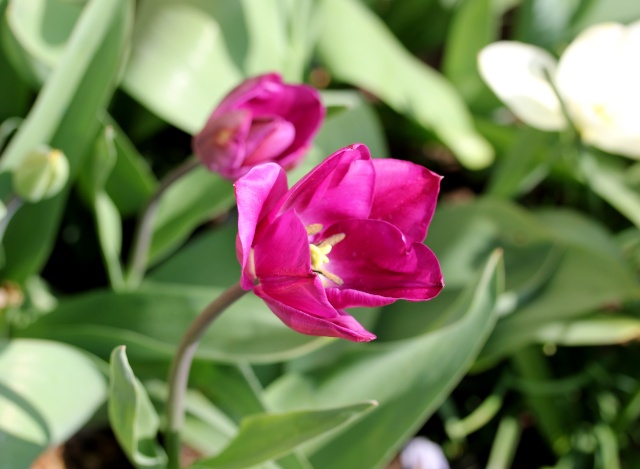 Tulipa - grands hybrides - tulipes chics et kitch (sections 1 à 11) 24_03_10