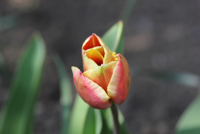 Tulipa - grands hybrides - tulipes chics et kitch (sections 1 à 11) 24_03_13