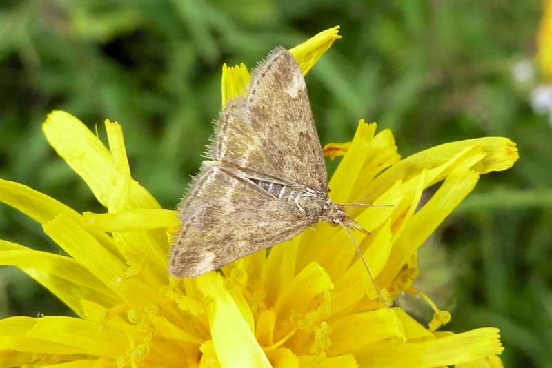 (Crambidae)j'y connais rien 24_07_11