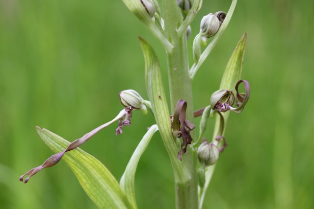 Himantoglossum hircinum - orchis bouc 29_05_15