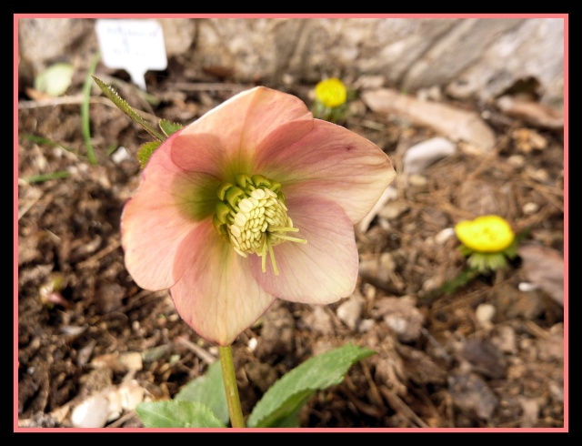 Helleborus - les hellébores, ou ellébores  62_310