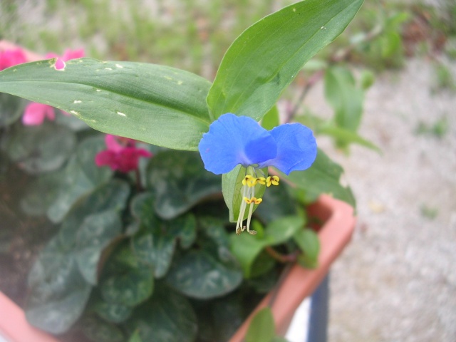 Commelina communis - comméline commune Commel10