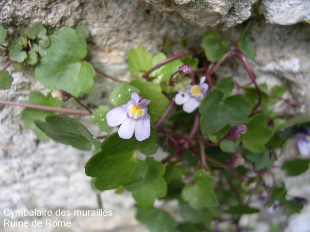 flore des vieux murs, rochers et rocailles naturelles Cymaba11