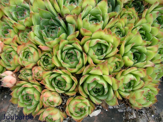 flore des vieux murs, rochers  et rocailles naturelles Joubar10