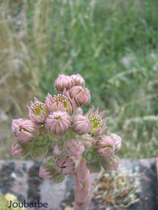 flore des vieux murs, rochers  et rocailles naturelles Joubar12