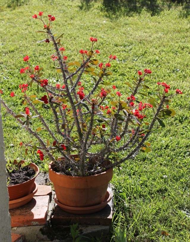 Euphorbia milii, Aporocactus flagelliformis, Opuntia tuna monstruosa [identifications] La_cou10