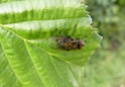 [Pollenia sp.] Quelle est le nom de cette mouche ? 24_07_10