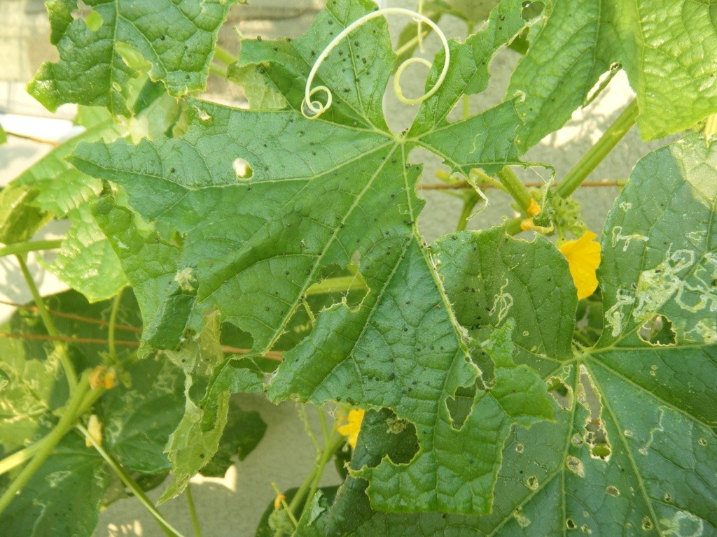 Something is shreading my cucumber leaves, any thoughts?? Dscf0712