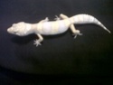 Quel gene mon gecko a t-il? Img-2011