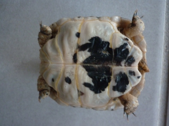 Quelle espèce de tortue ? P1020311