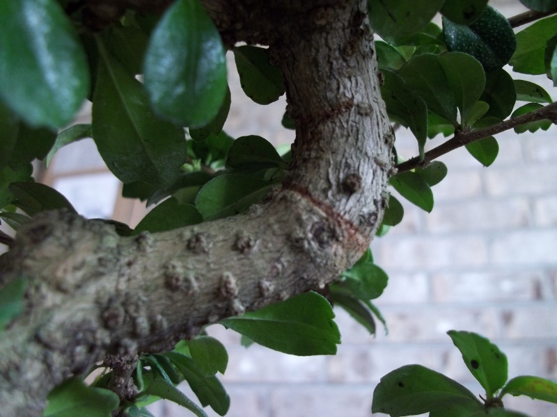 First Tree - Fukien Tea 28410