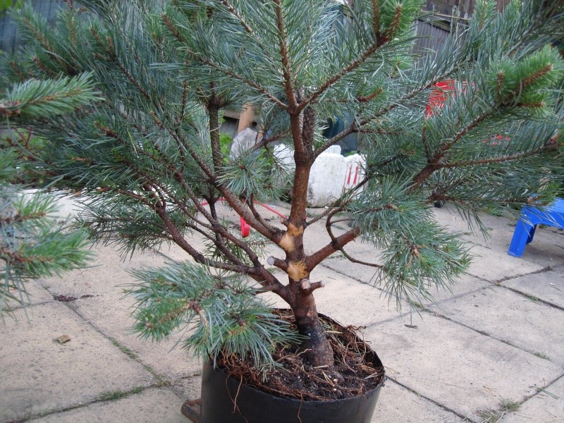 Scots Pine Dsc01916