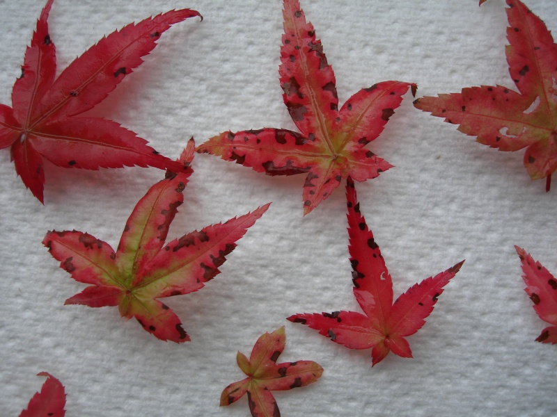 Japanese Maple leaf problem. Dsc01918