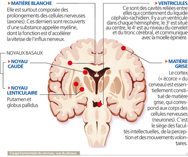 schémas intéressant Cervea16