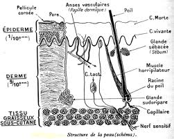 schémas intéressant - Page 2 Images20