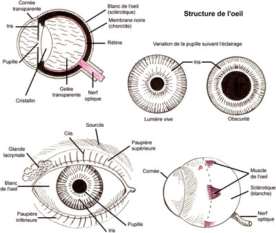 anatomie  Rtemag11