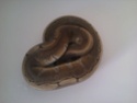 photos de quelques pythons 2011-032