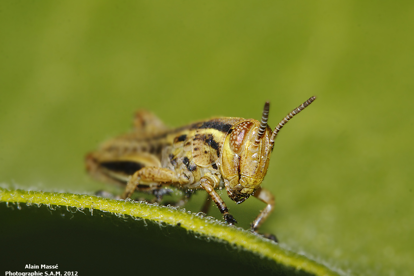 Deux orthoptera _mg_6111
