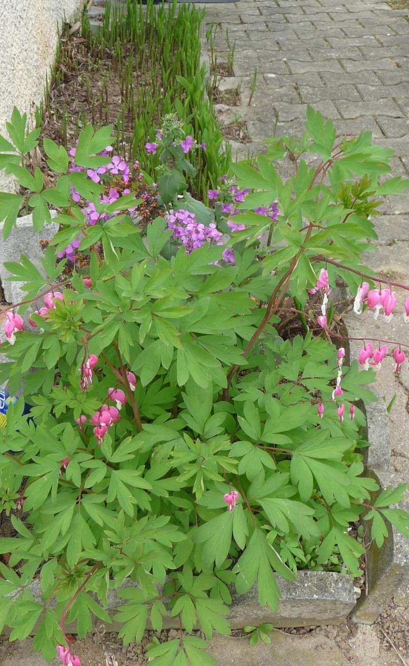 Les fleurs de FLEUR  P1010917