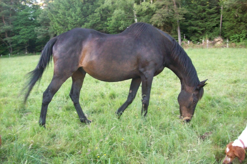 Auvergnate amoureuse de chevaux et de balades (Présentation titly63) Bat10