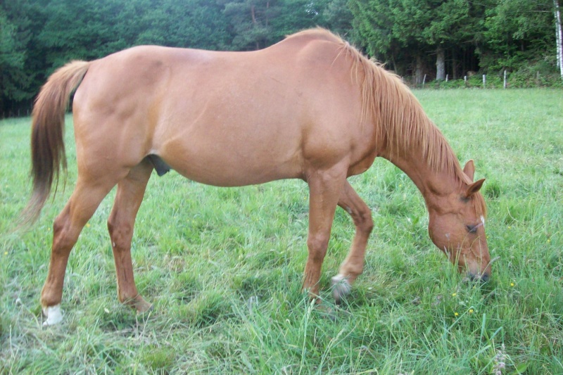 Auvergnate amoureuse de chevaux et de balades (Présentation titly63) Dan10