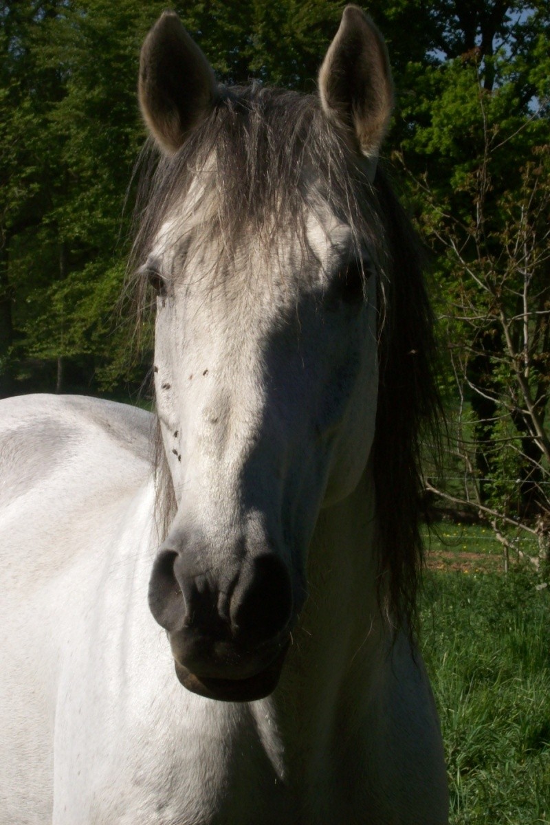 Auvergnate amoureuse de chevaux et de balades (Présentation titly63) Dodo110