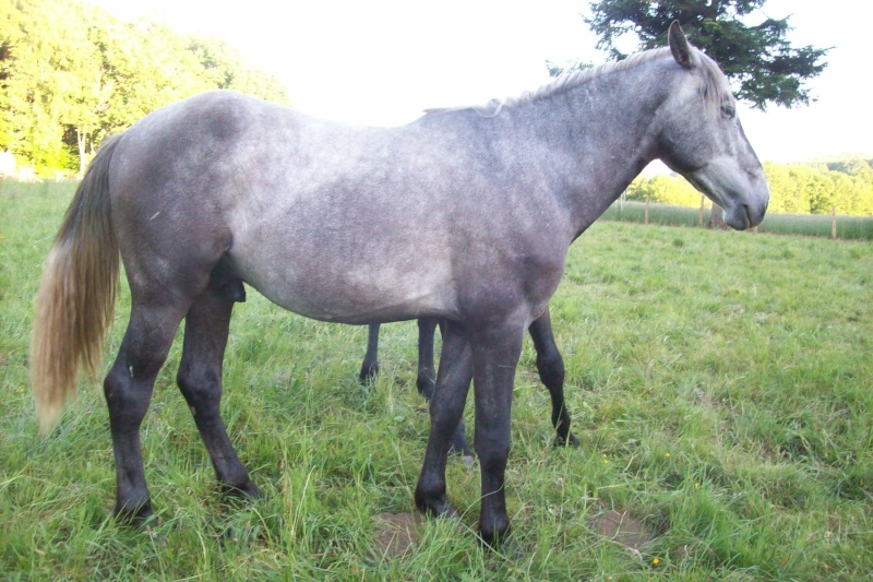 Auvergnate amoureuse de chevaux et de balades (Présentation titly63) Hijo110