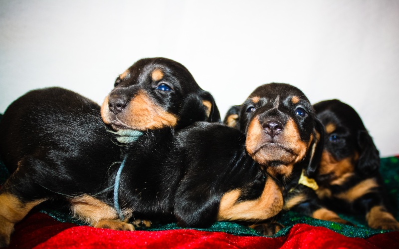 Dash+Quin's litter Quin2015