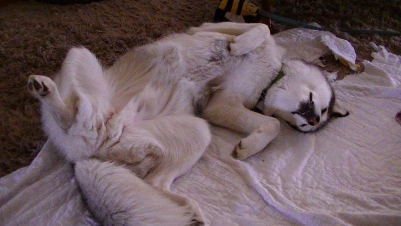 Show me your sleeping husky! 05611