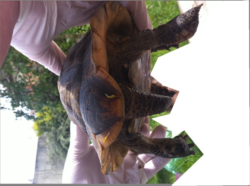 Identification d'une tortue Image110
