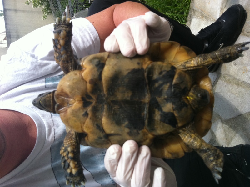 Identification d'une tortue Photo10