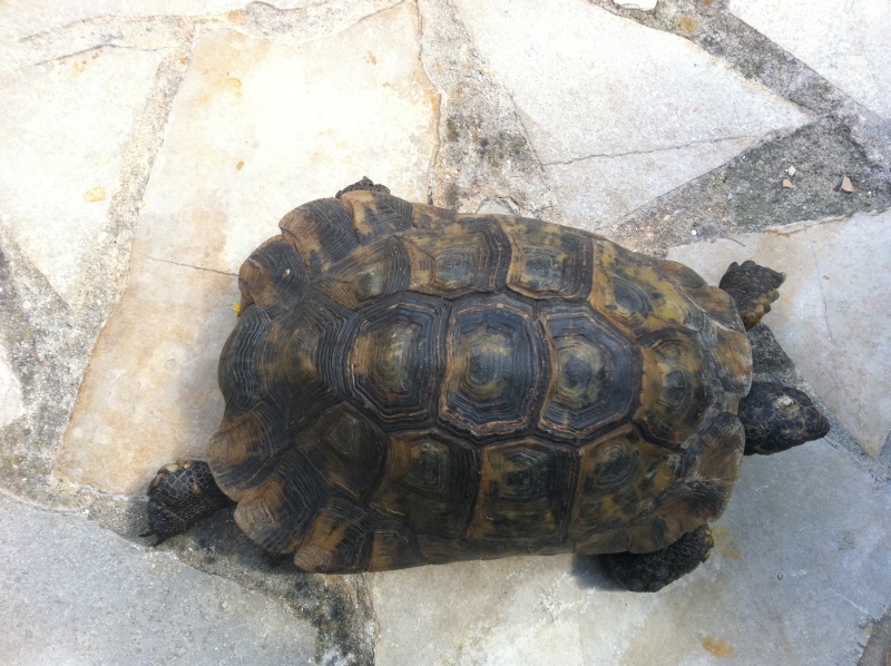Identification d'une tortue Photo_10