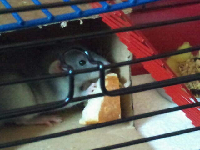 Mon rat Bob =) Bob_210