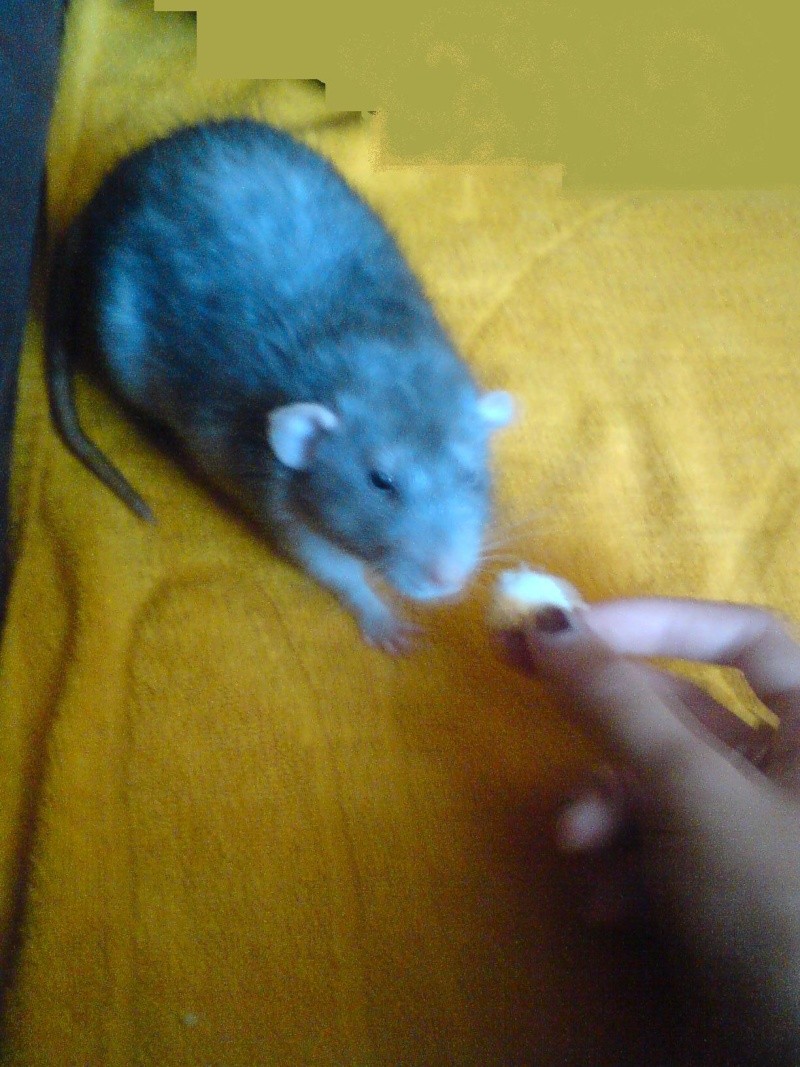 Mon rat Bob =) Dsc00111