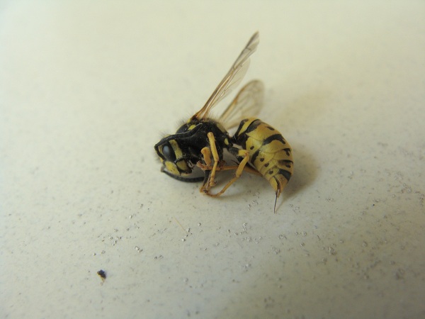 Paravespula germanica Insect22
